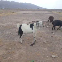 یک راس تکه چاق بفروش می رسد