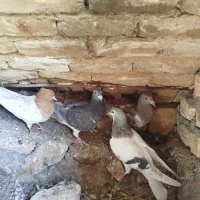 چهار عدد کفتر|پرنده|بردسکن, |دیوار