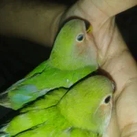 کوتوله فول دستی سرلاکی