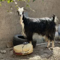 بز ماده جوان