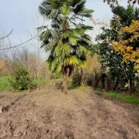 پالم لاتینا ۷ متری