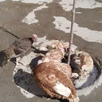 بوقلمون ماده