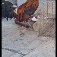 خروس جنگلی اصل