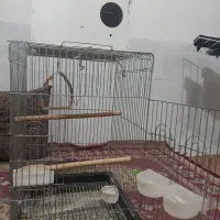 قفس پرنده
