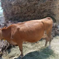 گاو شیری شکم سوم