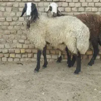 بره قوچی