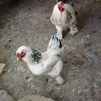 مرغ برهما