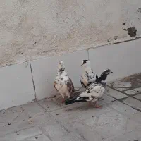 کفتر