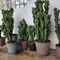 کاکتوس صخره ای