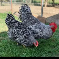 تخمه مرغ نطفه دار پلموتراک