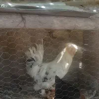 خروس