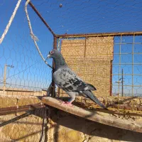 ماده مسافتی