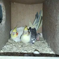 عروس هلندی مولد