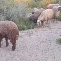گوسفند بز بره میش