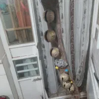 یک عدد نردبان چوبی