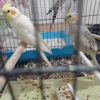 عروس هلندی