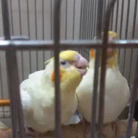 عروس هلندی های لوتینو ۳ماهه دوخور و شیطون