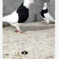 کبوتر طوقی گم شده