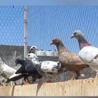کبوتر بزک سینه سفید کرم زرد دسته کبوتری سینه سیاه