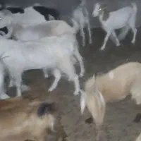 سه بز و یک کهره