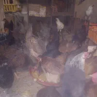 مرغ محلی|حیوانات مزرعه|سنندج, |دیوار