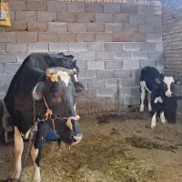 گاو و گوساله