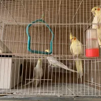 تعداد ۷ عدد عروس کوتوله ‌عروس هلندی