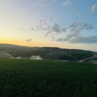 گاوداری و زمین زراعی آبی یونجه