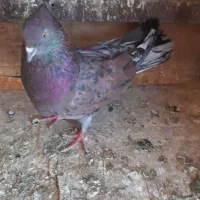 کبوتر پرشی