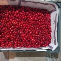 پخش عمده زغال اخته طارم والموت