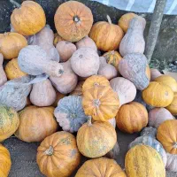 کدو حلوایی