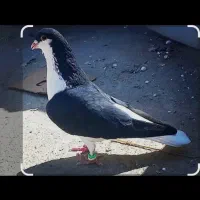 فروش شهری سیاه