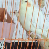 عروس هلندی
