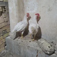 خروس