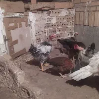 خروس
