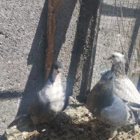 کفتر ستا جوجه سوسگی کرباتی توقی