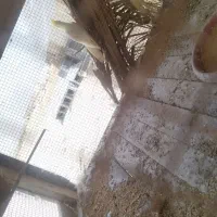 فروش سه عدد عروس لتینو