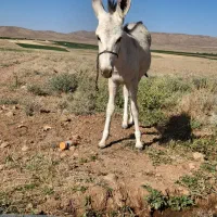 کره الاغ