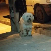 سگ خوب