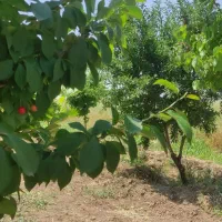 فروش-باغ-هزار-متری-فلکه-قدس