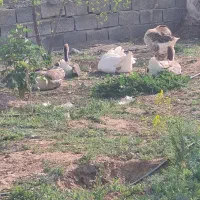 قوغاز