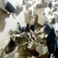 کفتر بوم 60عدد نر موقعیت فریمان