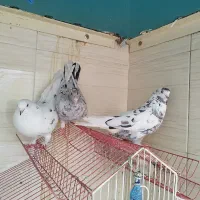 کفتر خوب