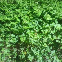 استابناهمه کاره صفرتاصدباتخفیفات خیلی ویژه درخدمتم