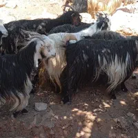 بز ترکی