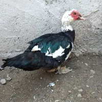 یک عدداوردک اسراییلی نر