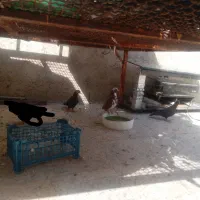 فروش ۶کبوتر