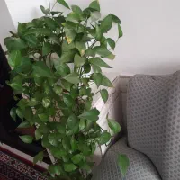5 گلدان گل طبیعی