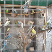 مرغ عشق|پرنده|برازجان, |دیوار