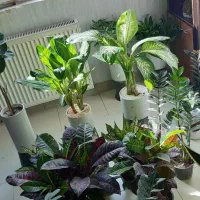 فروش انواع گلهای آپارتمانی کیفیت عالی